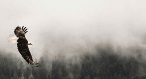 Read more about the article Tree Planters Podcast: Affordable Housing, with guest Jennifer van Gennip